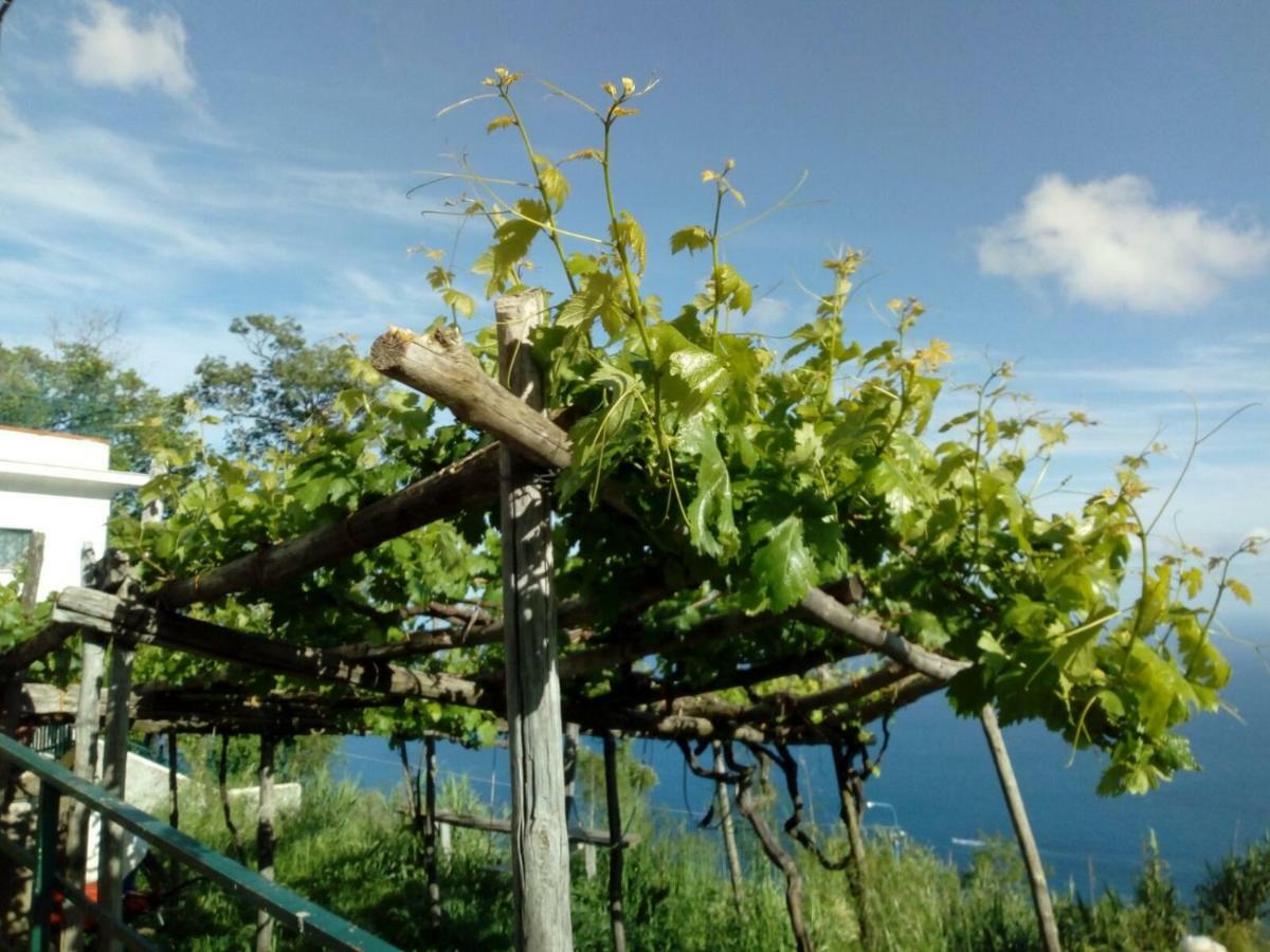 Il Vigneto Furore